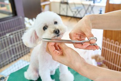 20% off vaccination & grooming at Dr. Vet